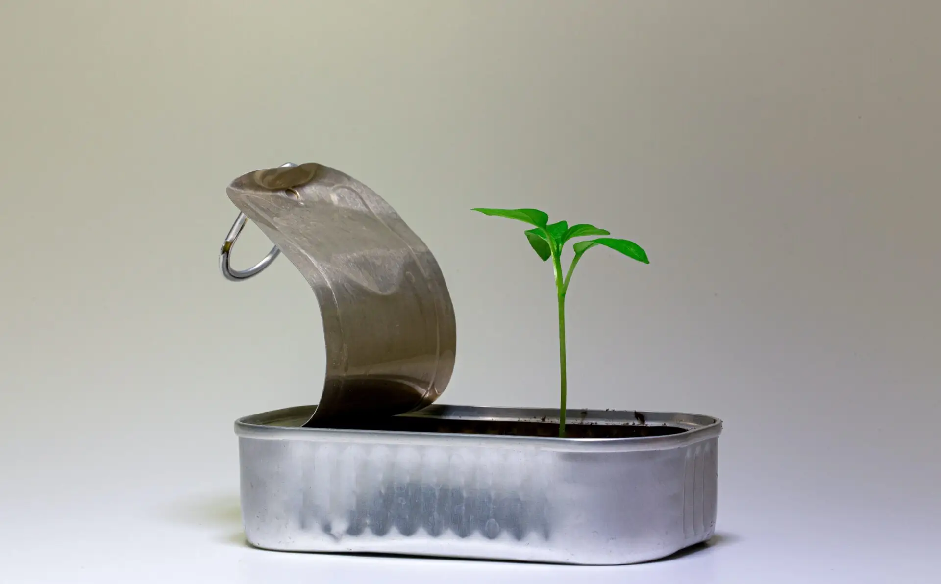 缶から芽を出した植物